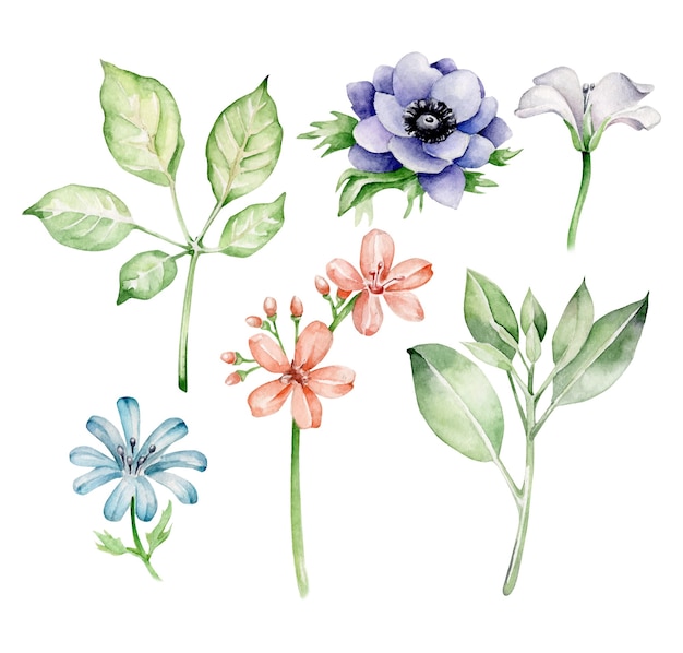 Watercolor flowers and leaves