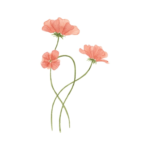 watercolor flowers scarlet poppies anemones