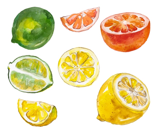 Watercolor fruits isolated on white