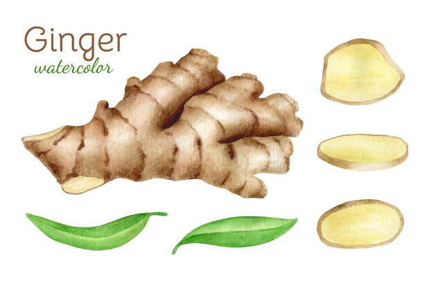 Vector watercolor ginger root set with slices and leaves