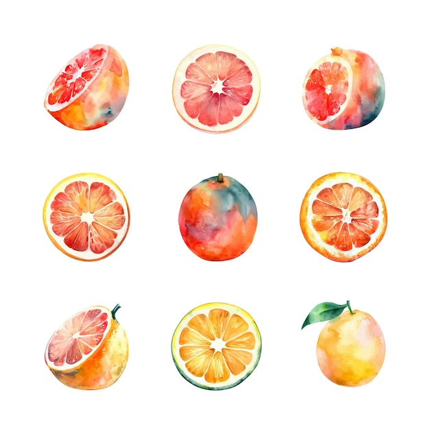 Watercolor grapefruit and cirtus set Hand drawn illustration isolated on white background