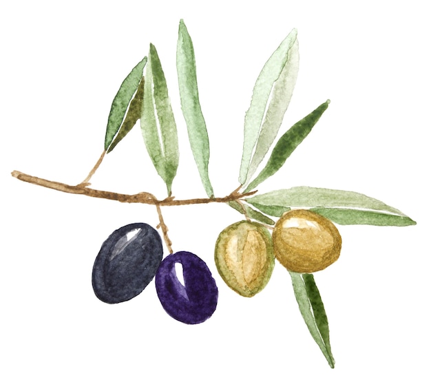 Watercolor green and black olives