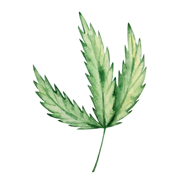 Watercolor green cannabis leaves