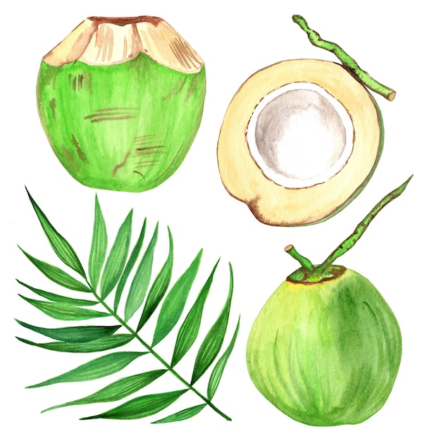 Vector watercolor green coconut set isolated hand drawn illustration