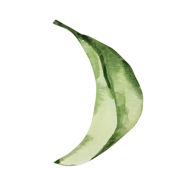 Watercolor green leaf of lemon tree