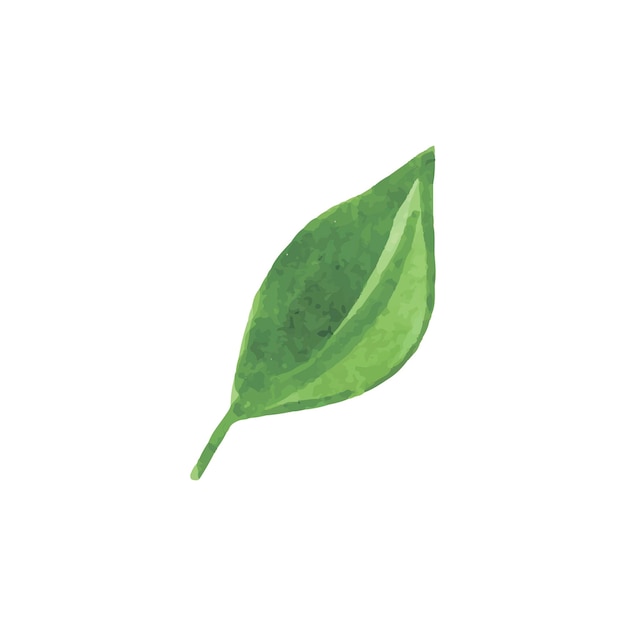 Watercolor green leaf Vector illustration