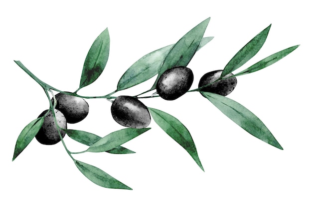 Watercolor green leaves with black olives