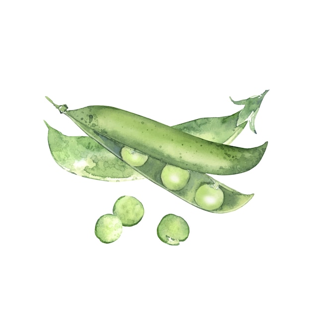 Watercolor green pea pods Illustrated organic food Design for menu receipt label and packaging