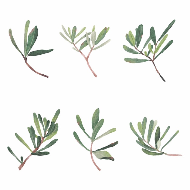 Watercolor green Podocarpus polystachy leaf stem elements collection isolated on white background digital painting