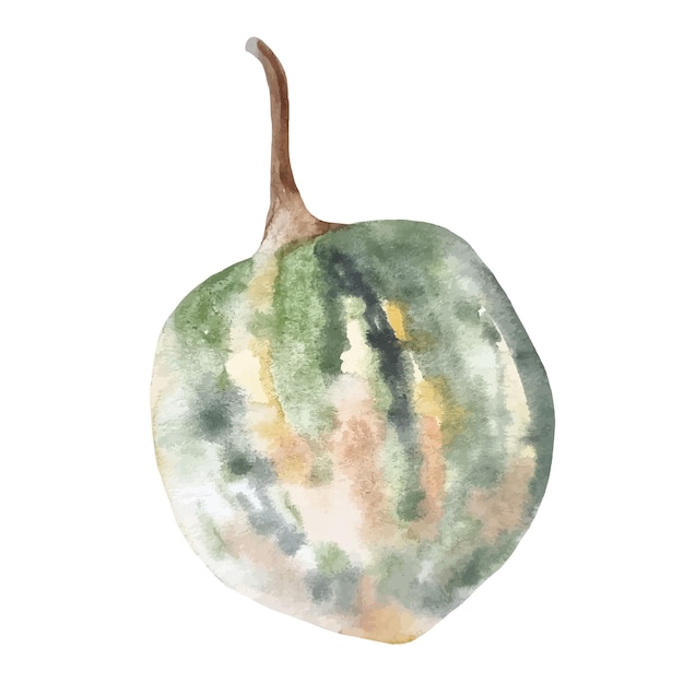 Watercolor green pumpkin hand drawn autumn vegetable