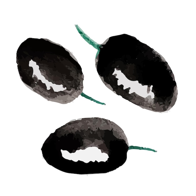 Watercolor hand drawn black ripe olives on a white background