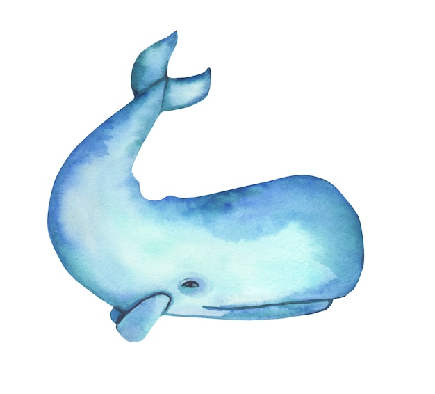 Watercolor hand-drawn blue whale illustration