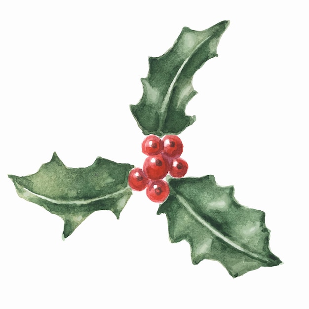 Vector watercolor hand drawn holly leaves and berries.