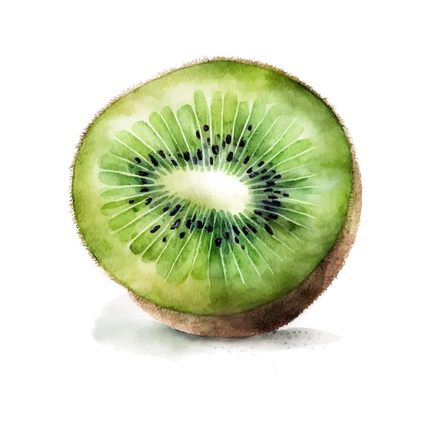 Watercolor hand drawn illustration of isolated kiwi fruit on a white background Can be used for menu logo or flyer greeting card design tshirt print or poster