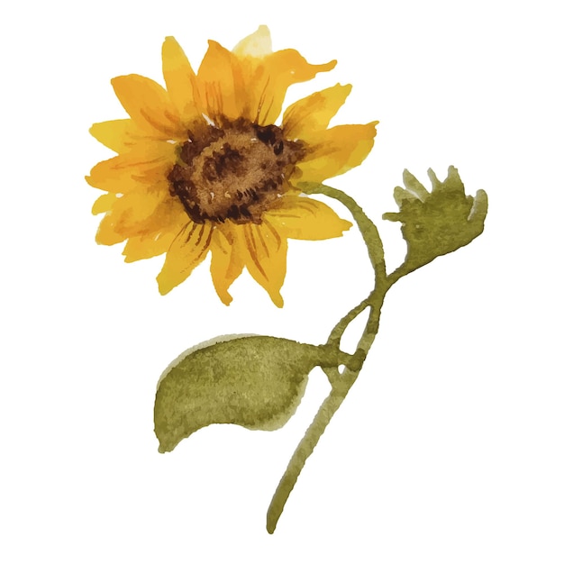 Watercolor hand drawn isolated sunflower