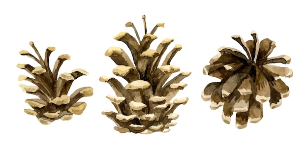 Watercolor hand drawn Pine Cone set Elements of Christmas tree Collection of Pinecones on white background