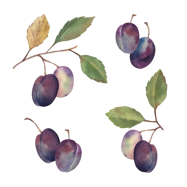 Watercolor hand drawn plums set botanical illustrations Isolated on white Food summer season