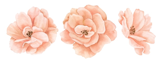 Watercolor hand drawn Roses in pastel pinkpeach colors Drawing of delicate Flowers on isolated background Floral illustration for greeting cards or wedding invitations Botanical sketch