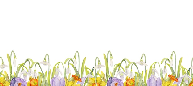 Watercolor hand drawn seamless border with spring flowers daffodils crocus snowdrops Isolated on white background Design for invitations wedding greeting cards wallpaper print textile