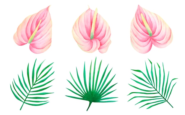 Watercolor hand drawn set of anthurium flowers and palm leaves