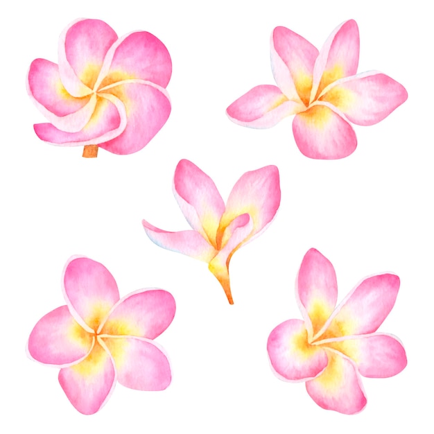 Watercolor hand drawn set of frangipani flower tropical exotic plumeria isolated on white background