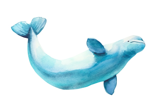 Watercolor hand-drawn white beluga illustration.