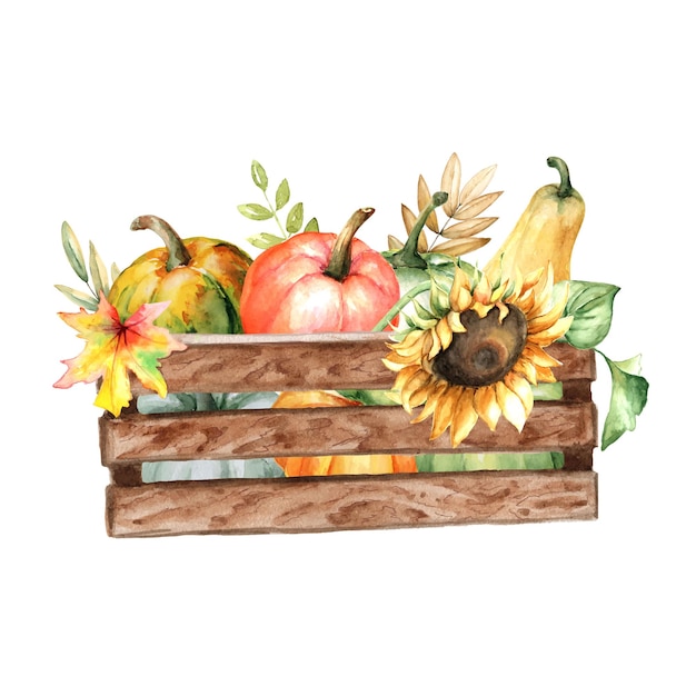 Watercolor hand drawn wooden crate with pumpkins and sunflower