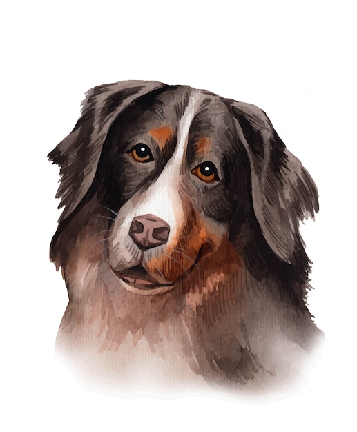 Vector watercolor hand painted bernese mountain dog illustration