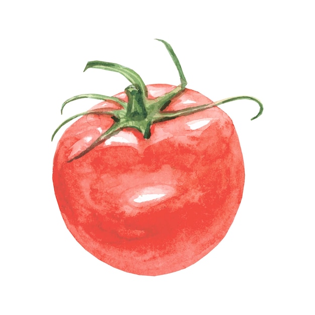 Watercolor handdrawn tomatoes Realistic images Vector illustration