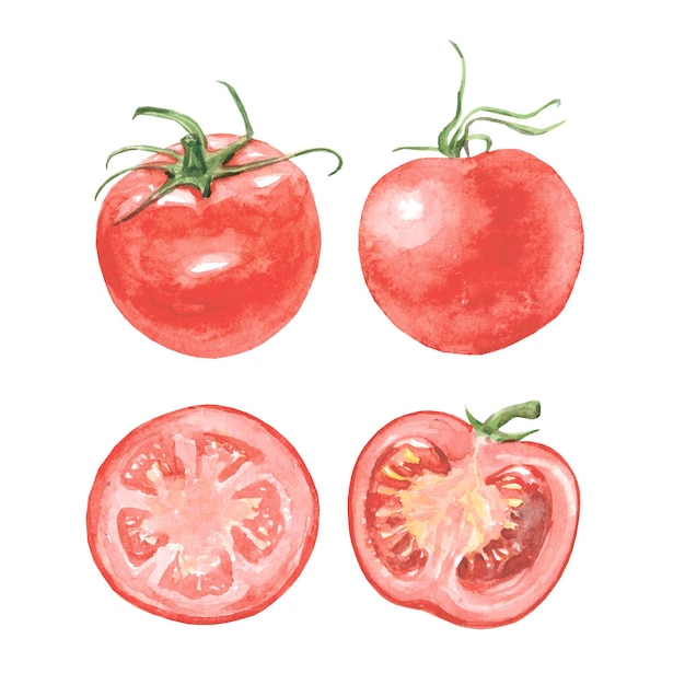 Watercolor handdrawn tomatoes Realistic images Vector set