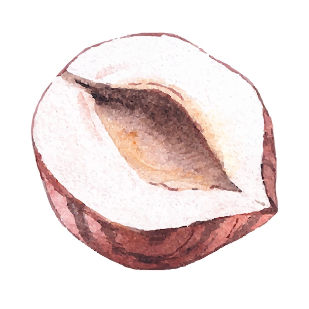 Watercolor hazelnuts