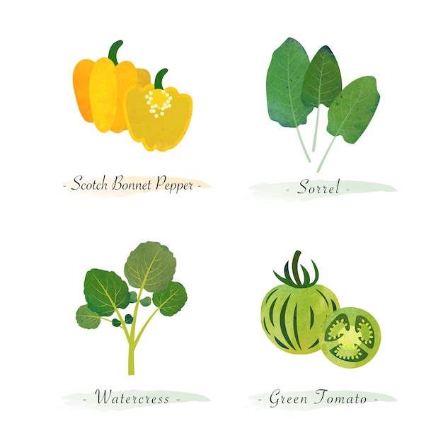 Watercolor healthy organic plant vegetable food ingredient scotch bonnet pepper sorrel watercress green tomato