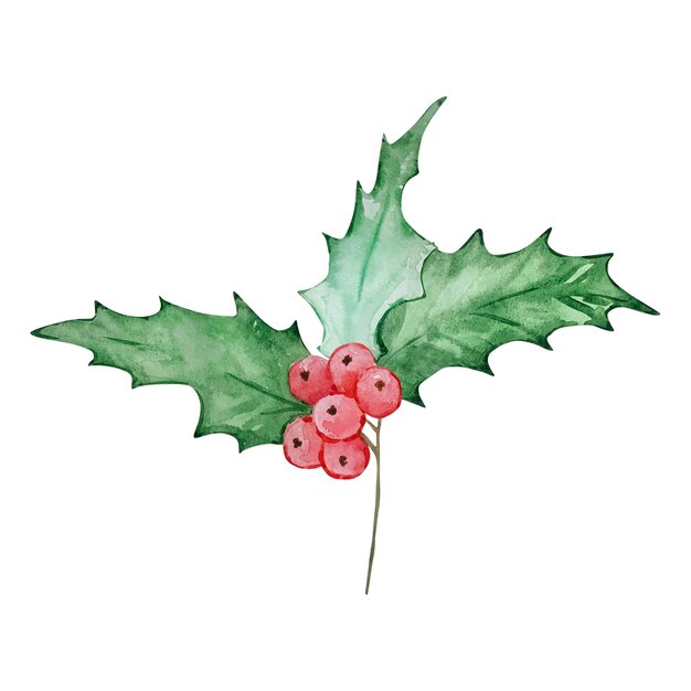 Vector watercolor holly berry december month birth flower design for prints and postcards