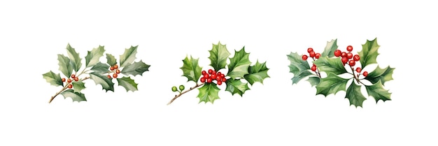 Vector watercolor holly plant flower clipart for graphic vector illustration design