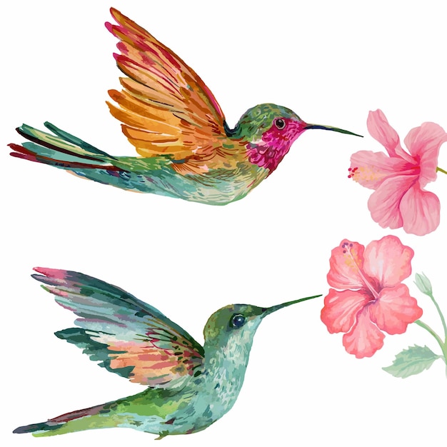 watercolor humming bird and hibiscus flower