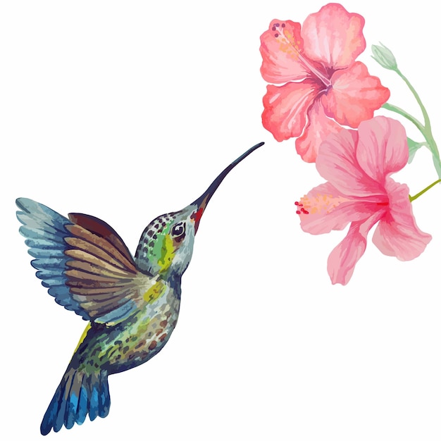 watercolor humming bird and hibiscus flower