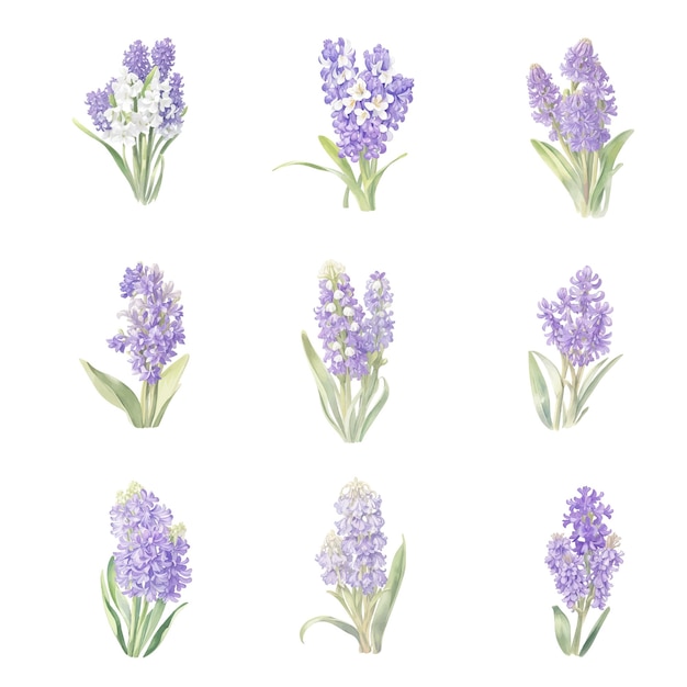 Watercolor hyacinthus orientalis set isolated on white background Vector illustration