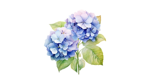 Watercolor hydrangea flower isolated on a white background