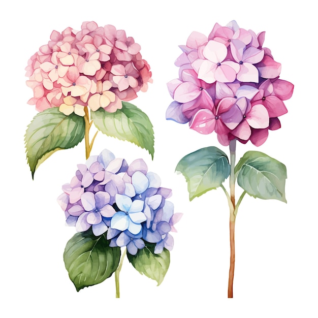 Watercolor hydrangea flowers set isolated on white background