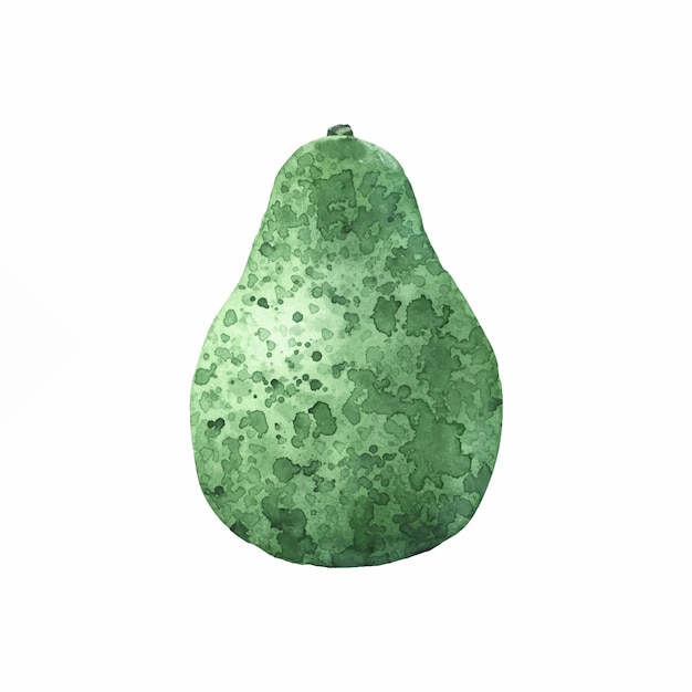 Watercolor illustrated green avocado