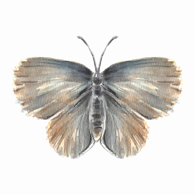 Watercolor illustration of a butterfly isolated on a white background Hand drawn cute moth