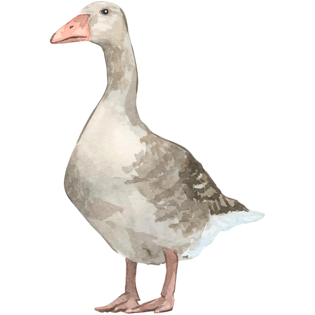 Watercolor illustration depicting bird goose isolated element