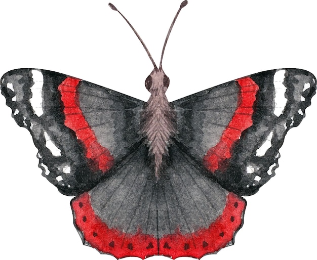 Watercolor illustration depicting a butterfly with black and red wings