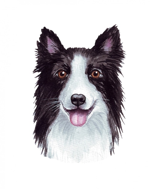 Watercolor illustration of a funny dog. Popular dog breed. Dog. Border Collie. Hand made character isolated on white