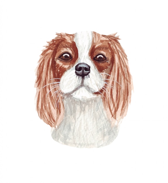 Watercolor illustration of a funny dog. Popular dog breed. Dog Cavalier King Charles Spaniel. Hand made character isolated on white