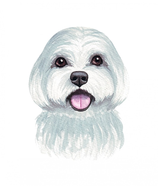 Watercolor illustration of a funny dog. Popular dog breed. Dog. Maltese dog. Hand made character isolated on white