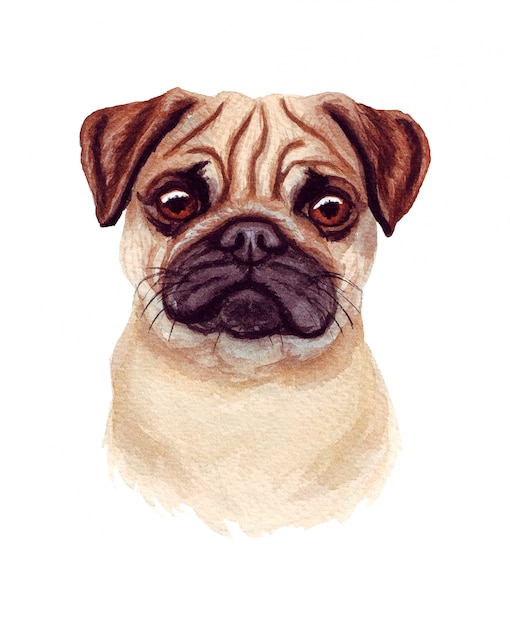 Watercolor illustration of a funny dog. Popular dog breed. Dog. Pug. Hand made character isolated on white