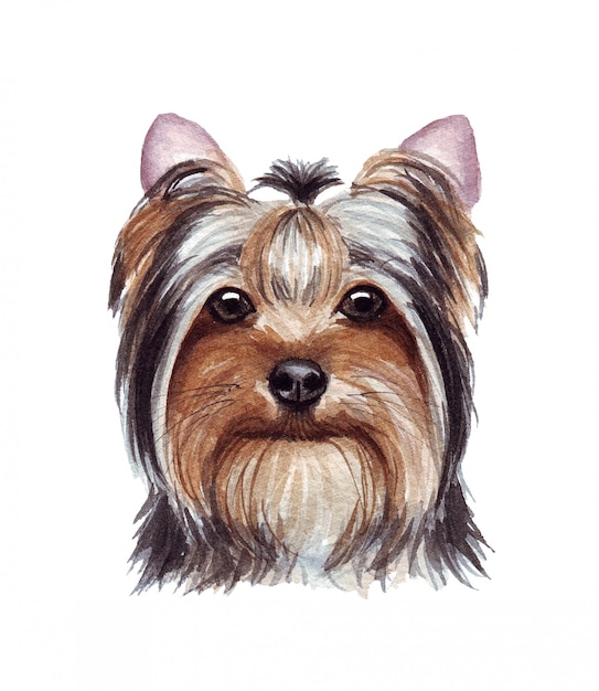 Watercolor illustration of a funny dog. Popular dog breed. Dog. Yorkshire Terrier. Hand made character isolated on white