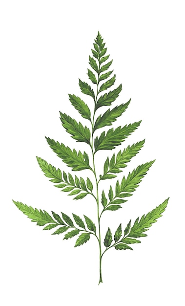 watercolor illustration of green fern twig isolated on white background decor element botanical