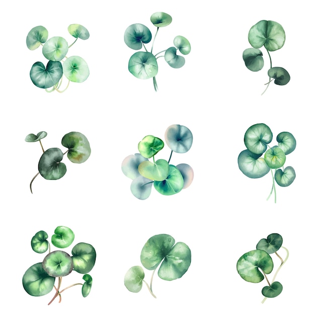 A watercolor illustration of a green leafy plant.